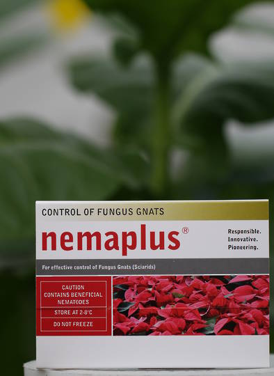nemaplus® for Fungus Gnat & Thrips Control